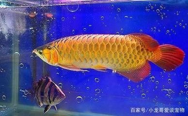 龍魚冬天溫度多少合適