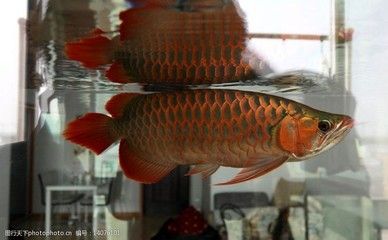 龍魚(yú)不往上游是什么原因