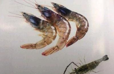 龍魚吃蝦可以嗎_ 龍魚百科