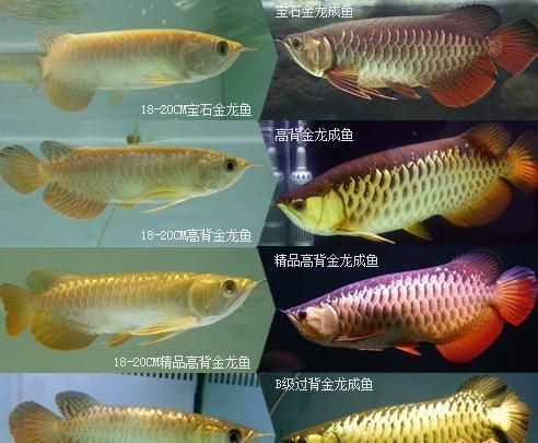 20厘米金龍魚一般賣多少錢 龍魚百科