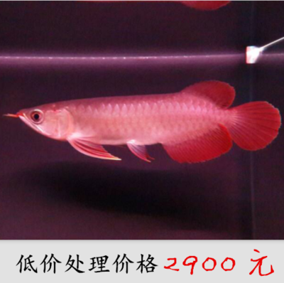 紅龍魚(yú)苗的挑選圖解