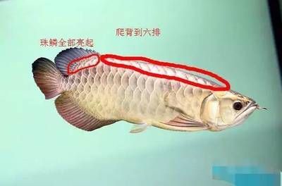 龍魚腸炎治療方法有哪些