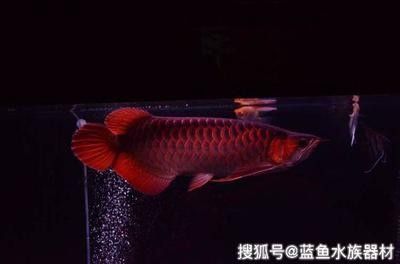 龍魚多久喂一次食物比較好