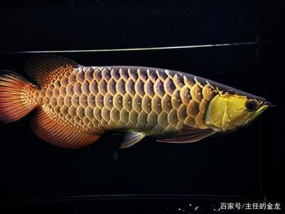 金龍魚古典是什么意思 龍魚百科