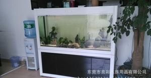 40公分的龍魚需要多大的缸 龍魚百科