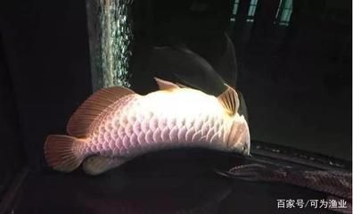 家里龍魚突然死了