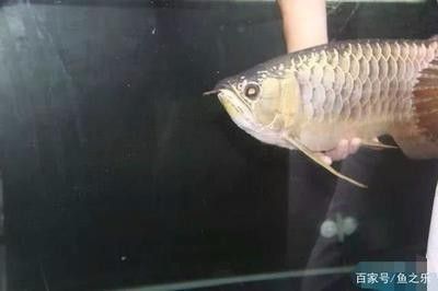 龍魚(yú)掉眼手術(shù)后會(huì)瞎嗎 龍魚(yú)百科