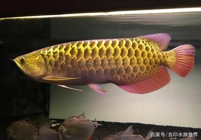 龍魚吃昆蟲 龍魚百科