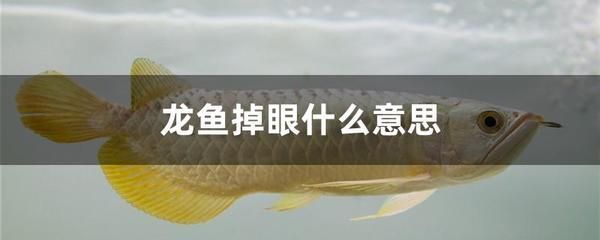 龍魚(yú)吃不吃死魚(yú) 龍魚(yú)百科