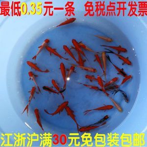 龍魚吃錦鯉好還是草魚好 龍魚百科