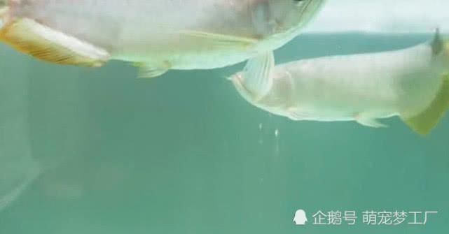 龍魚不游泳是怎么回事 龍魚百科