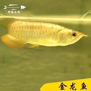 藍底高背金龍魚怎么樣 龍魚百科