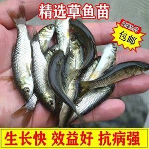 龍魚(yú)的飼料魚(yú)怎么養(yǎng)好吃又簡(jiǎn)單 龍魚(yú)百科