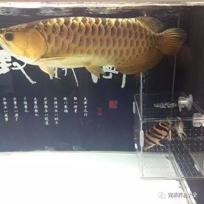 和龍魚(yú)虎魚(yú)混養(yǎng)的魚(yú)叫什么 龍魚(yú)百科