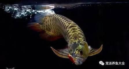 龍魚(yú)的水