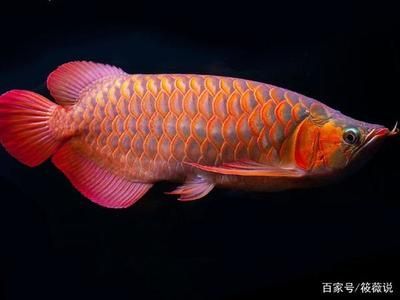 紅龍魚品種怎么區(qū)分的 龍魚百科