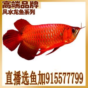 金龍魚(yú)魚(yú)苗批發(fā)價(jià)格表