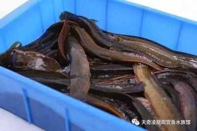 龍魚的須有什么用 龍魚百科