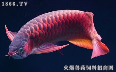 紅龍魚暴斃的原因