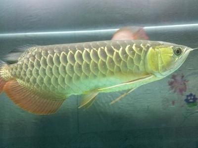 40厘米金龍魚價(jià)格表 龍魚百科