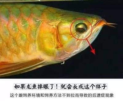 龍魚掉眼原因分析圖