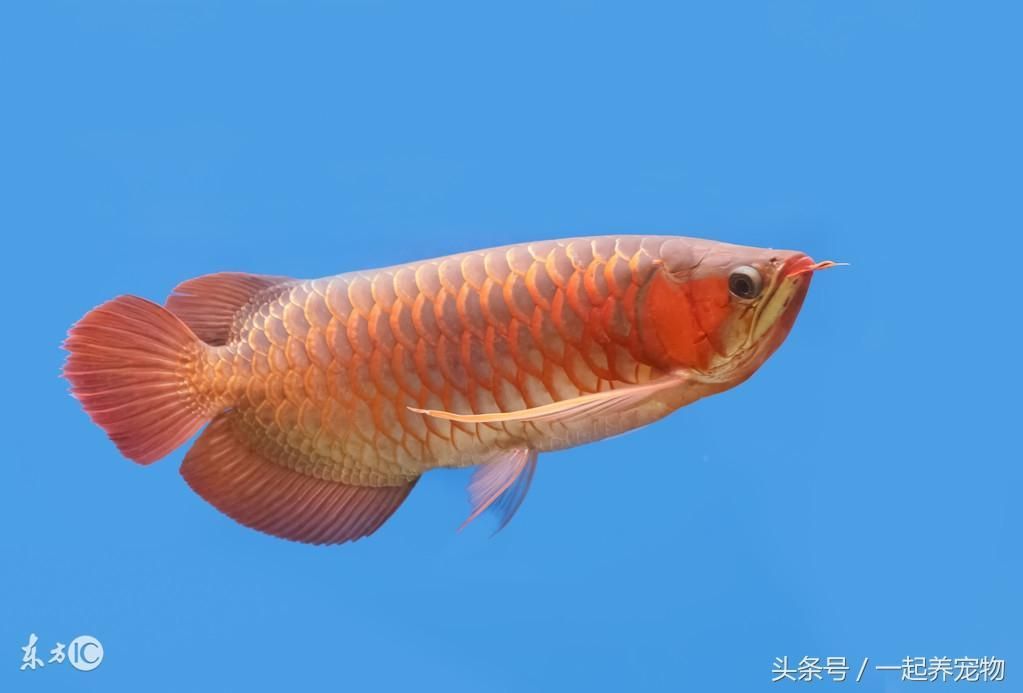 金龍魚今天怎么啦