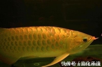 價值百萬的金龍魚 龍魚百科