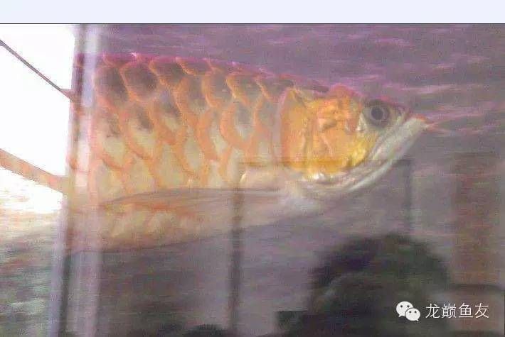 龍魚不吃活魚怎么辦 龍魚百科