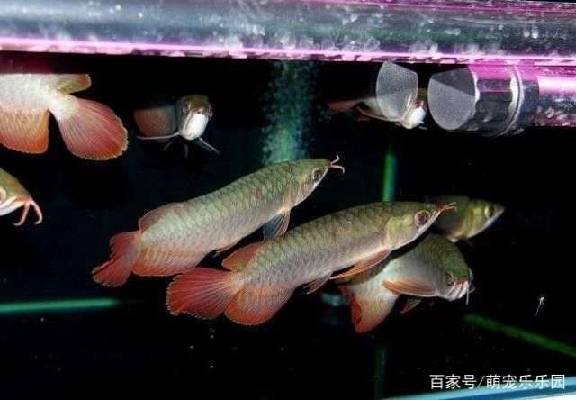 龍魚多大可以繁殖