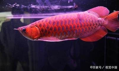 30公分龍魚慢養(yǎng)與壓養(yǎng) 龍魚百科