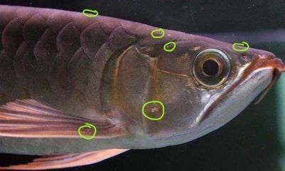 龍魚常見寄生蟲病癥狀有哪些 龍魚百科