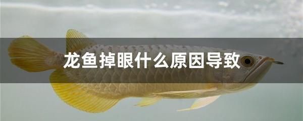 龍魚不游動就下沉怎么回事呢 龍魚百科