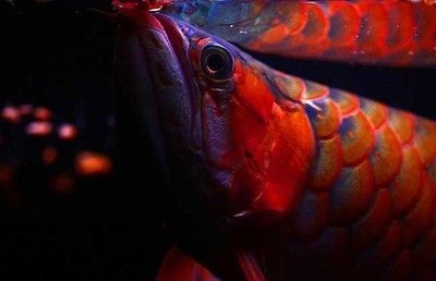 紅龍魚(yú)用什么背景顏色好看 龍魚(yú)百科