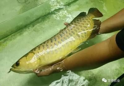 龍魚吃錦鯉飼料能消化嗎為什么不吃食 龍魚百科