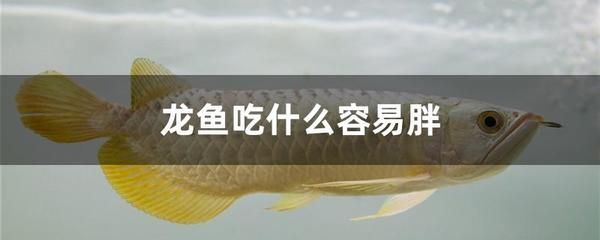 龍魚不喜歡吃泥鰍怎么回事