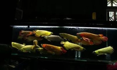 龍魚常見品種飼養(yǎng)與現(xiàn)狀參考文獻(xiàn)匯總 龍魚百科