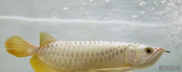 龍魚吃飼料好還是吃蝦好吃些 龍魚百科