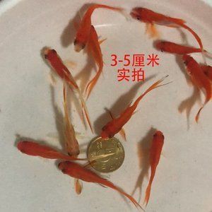 紅龍魚(yú)魚(yú)苗多少錢