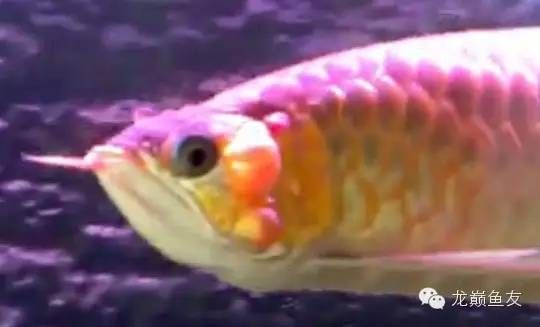 龍魚(yú)不吃蝦肉怎么回事兒 龍魚(yú)百科