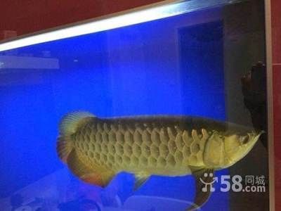 40厘米金龍魚要養(yǎng)幾年 龍魚百科