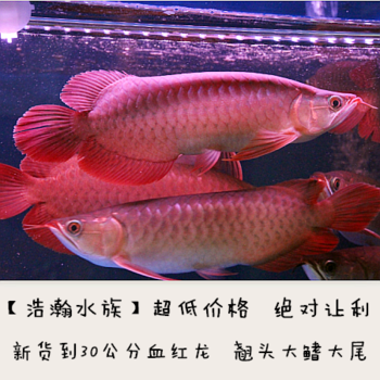 觀賞小龍魚 龍魚百科