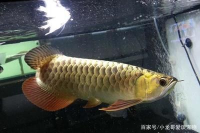 金龍魚飼養(yǎng)大全 龍魚百科