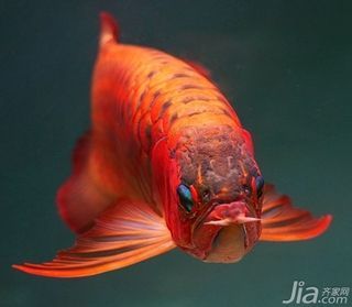 紅龍魚風(fēng)水功效 龍魚百科