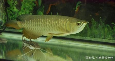 龍魚(yú)不吃食什么原因有三種可能性 龍魚(yú)百科