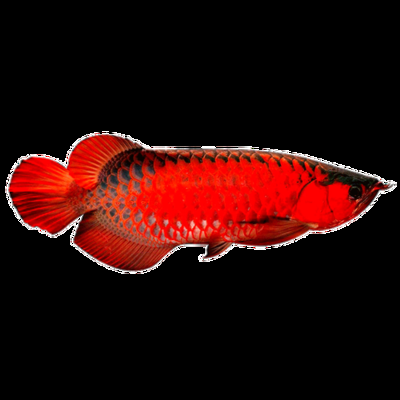 紅色的金龍魚(yú)叫什么魚(yú)名字呢 龍魚(yú)百科