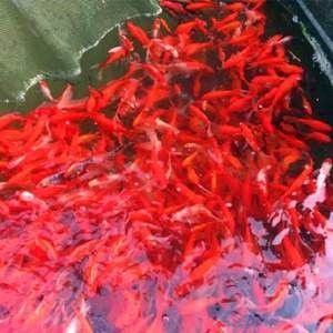 龍魚的飼料魚怎么養(yǎng)好吃 龍魚百科