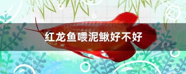 紅龍魚喂泥鰍要怎樣處理好 龍魚百科