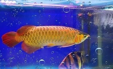 金龍魚吃小金魚 龍魚百科