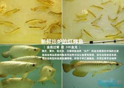 龍魚底色不干凈怎么處理 龍魚百科