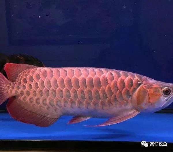 龍魚(yú)的價(jià)格分類